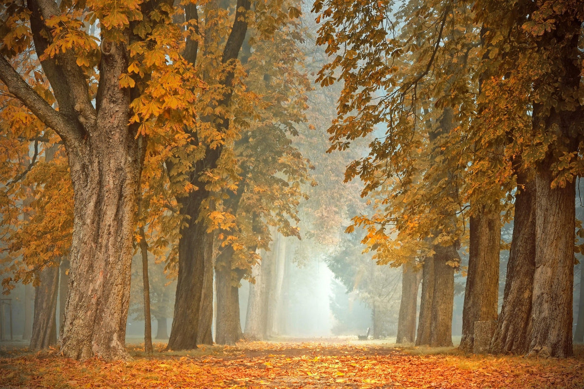 Immunsystem im Herbst: gut versorgt durch die dunkle Jahreszeit